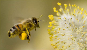 Bee Simulator：做只勤劳的蜜蜂是什么体验？