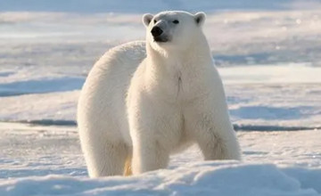 翼星求生北极熊怎么打 北极熊无伤打法技巧