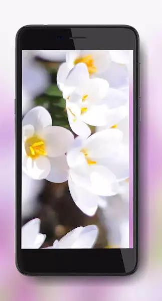 番红花之春壁纸手机版下载-番红花之春壁纸app下载最新版 1.9