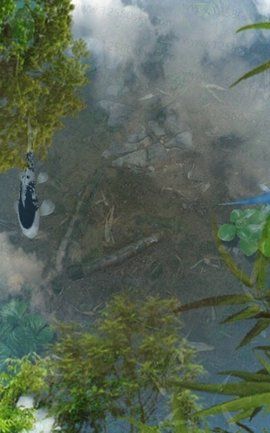 鱼池动态壁纸app下载安装-鱼池动态壁纸手机版下载 1.73