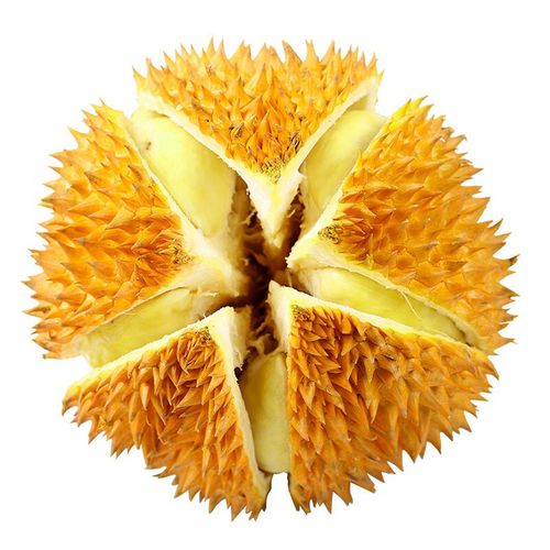 榴莲旧版本4.5.3版本 榴莲旧版本4.5.3版本