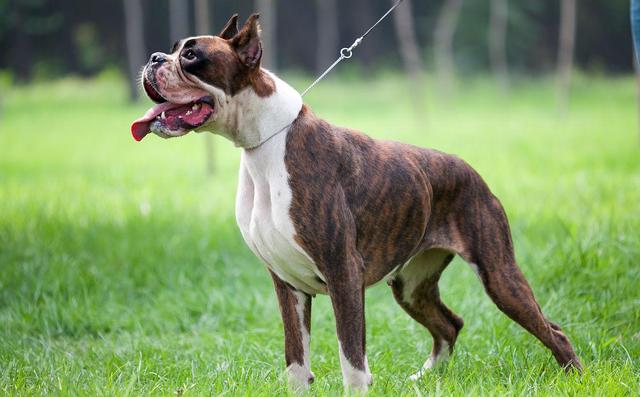 美国ZOOm人狗欢迎你 美国ZOOm人狗欢迎你