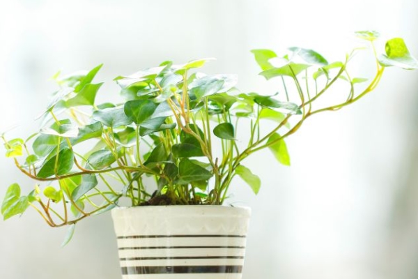 在床上的72种扦插方法——别想歪，我们真的在聊园艺