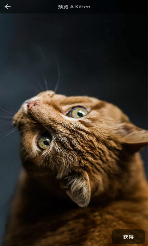 4D壁纸最新版2022官方下载-4D壁纸官网app最新版下载 1.99