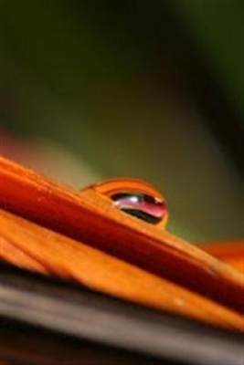 雨滴壁纸最新版2022官方下载-雨滴壁纸官网app最新版下载 99999